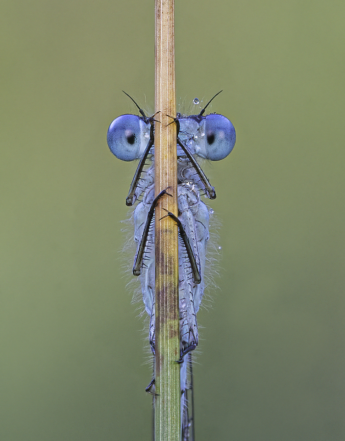 Common Blue Damsel Fly